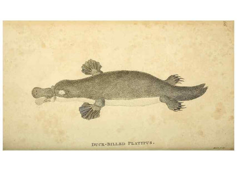 Reproducción/Reproduction 49826429106: General zoology, or Systematic natural history. London,Printed for G. Kearsley,1800-1826.. 
