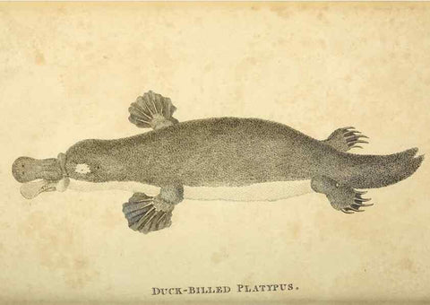 Reproducción/Reproduction 49826429106: General zoology, or Systematic natural history. London,Printed for G. Kearsley,1800-1826.. 