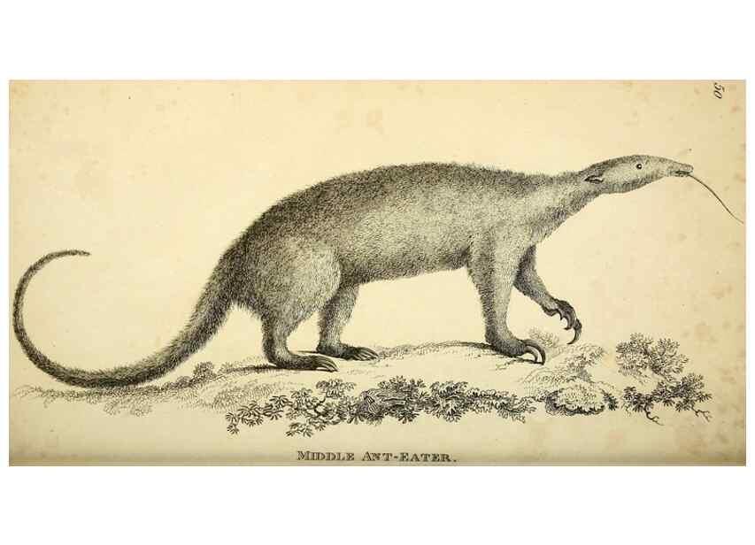 Reproducción/Reproduction 49826736252: General zoology, or Systematic natural history. London,Printed for G. Kearsley,1800-1826.. 