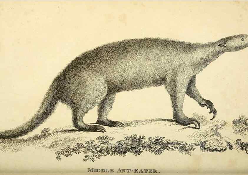 Reproducción/Reproduction 49826736252: General zoology, or Systematic natural history. London,Printed for G. Kearsley,1800-1826.. 