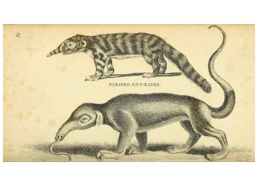Reproducción/Reproduction 49826420401: General zoology, or Systematic natural history. London,Printed for G. Kearsley,1800-1826.. 