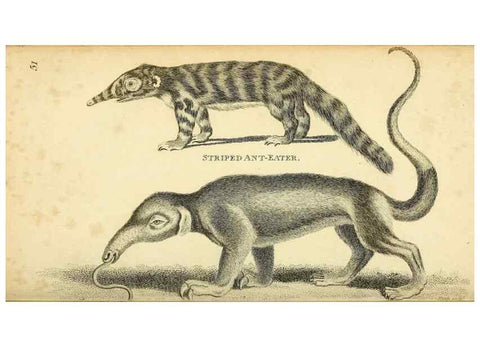 Reproducción/Reproduction 49826420401: General zoology, or Systematic natural history. London,Printed for G. Kearsley,1800-1826.. 
