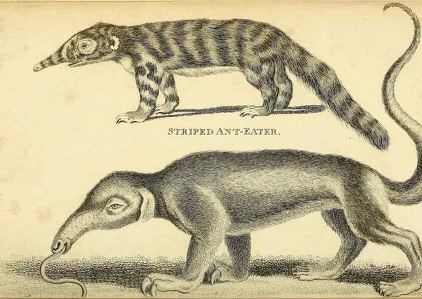 Reproducción/Reproduction 49826420401: General zoology, or Systematic natural history. London,Printed for G. Kearsley,1800-1826.. 