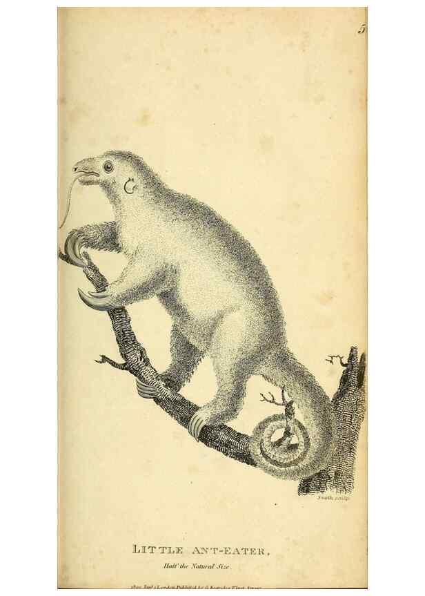 Reproducción/Reproduction 49826420881: General zoology, or Systematic natural history. London,Printed for G. Kearsley,1800-1826.. 