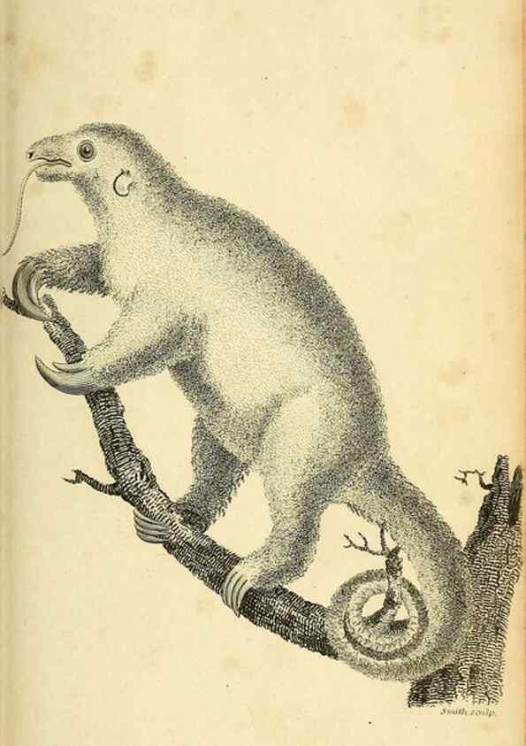 Reproducción/Reproduction 49826420881: General zoology, or Systematic natural history. London,Printed for G. Kearsley,1800-1826.. 