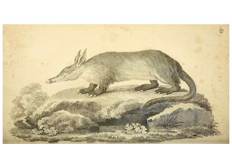 Reproducción/Reproduction 49826738087: General zoology, or Systematic natural history. London,Printed for G. Kearsley,1800-1826.. 