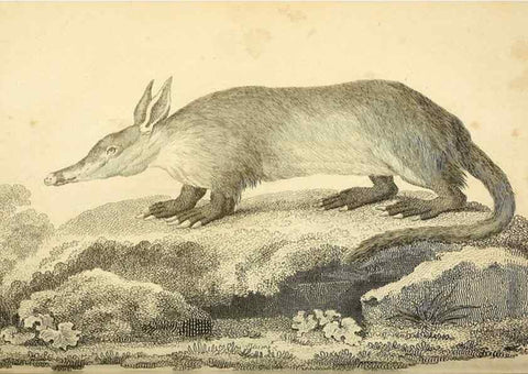 Reproducción/Reproduction 49826738087: General zoology, or Systematic natural history. London,Printed for G. Kearsley,1800-1826.. 