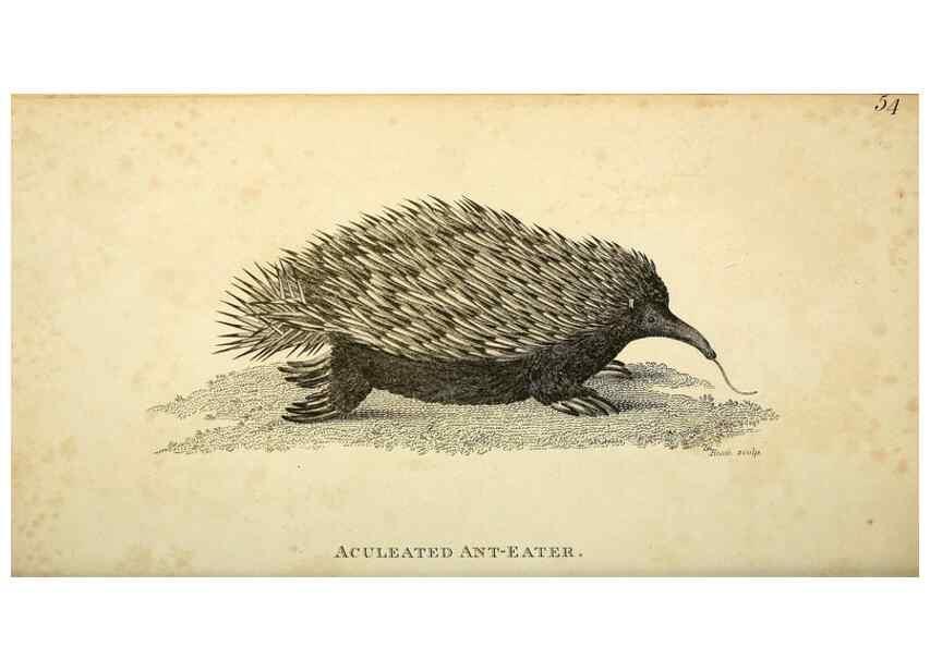 Reproducción/Reproduction 49825888908: General zoology, or Systematic natural history. London,Printed for G. Kearsley,1800-1826.. 