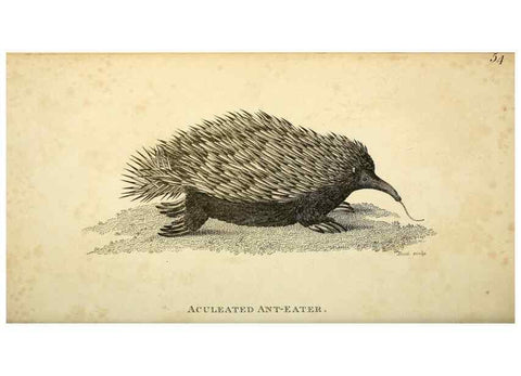 Reproducción/Reproduction 49825888908: General zoology, or Systematic natural history. London,Printed for G. Kearsley,1800-1826.. 