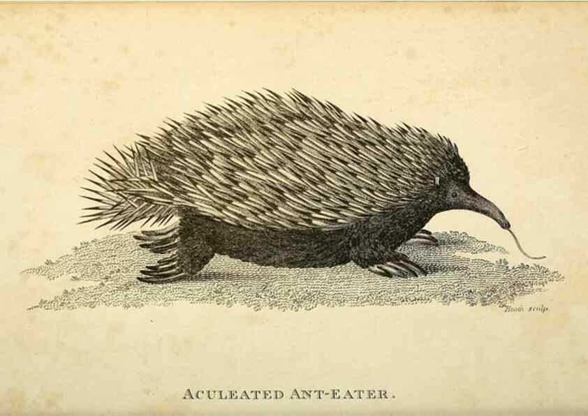 Reproducción/Reproduction 49825888908: General zoology, or Systematic natural history. London,Printed for G. Kearsley,1800-1826.. 