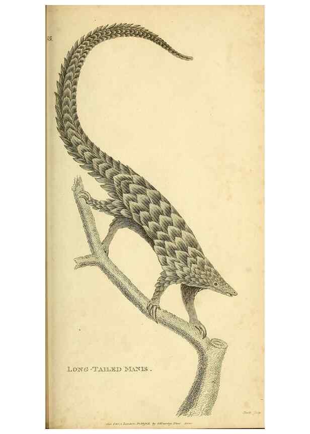 Reproducción/Reproduction 49826422781: General zoology, or Systematic natural history. London,Printed for G. Kearsley,1800-1826.. 