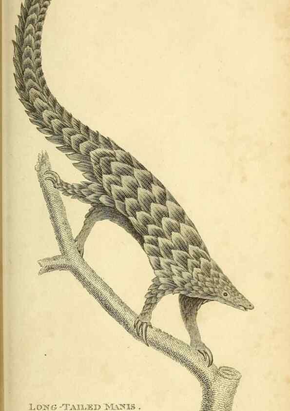 Reproducción/Reproduction 49826422781: General zoology, or Systematic natural history. London,Printed for G. Kearsley,1800-1826.. 