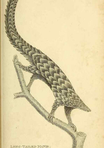 Reproducción/Reproduction 49826422781: General zoology, or Systematic natural history. London,Printed for G. Kearsley,1800-1826.. 