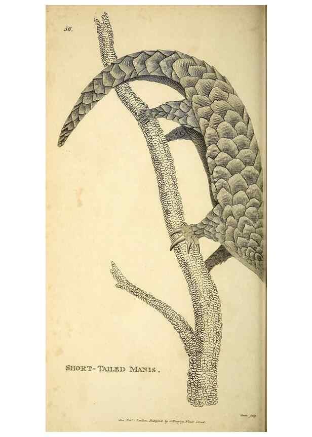 Reproducción/Reproduction 49825889968: General zoology, or Systematic natural history. London,Printed for G. Kearsley,1800-1826.. 