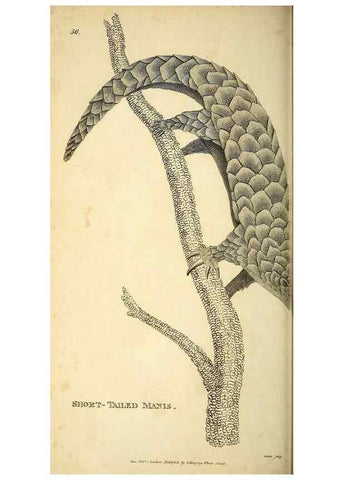 Reproducción/Reproduction 49825889968: General zoology, or Systematic natural history. London,Printed for G. Kearsley,1800-1826.. 