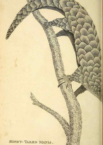 Reproducción/Reproduction 49825889968: General zoology, or Systematic natural history. London,Printed for G. Kearsley,1800-1826.. 