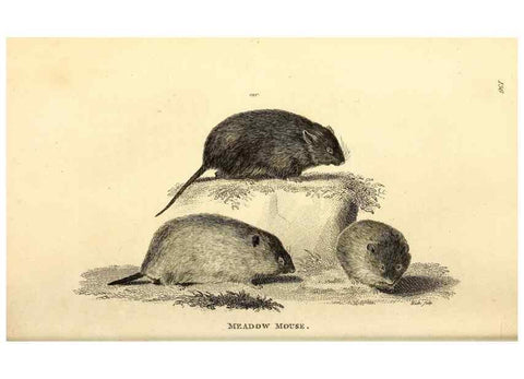 Reproducción/Reproduction 49825985203: General zoology, or Systematic natural history. London,Printed for G. Kearsley,1800-1826.. 