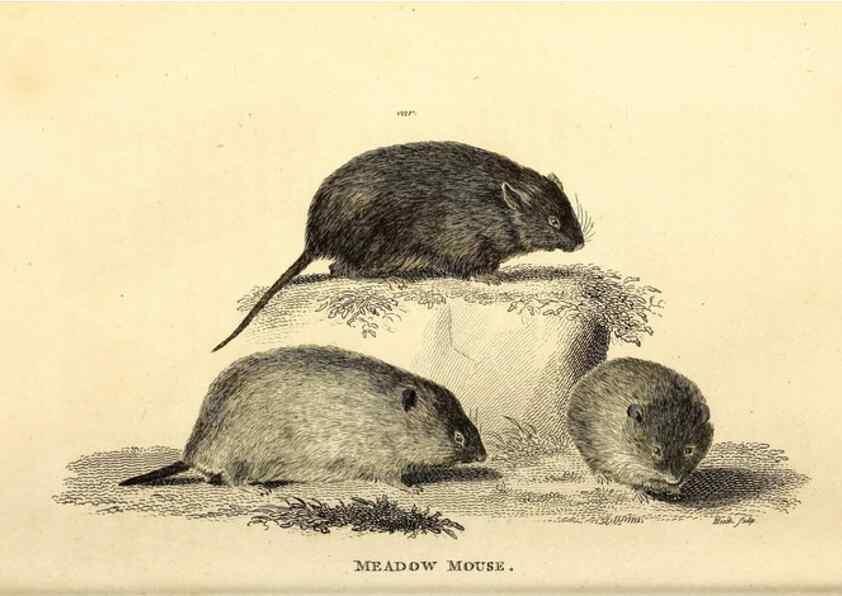 Reproducción/Reproduction 49825985203: General zoology, or Systematic natural history. London,Printed for G. Kearsley,1800-1826.. 