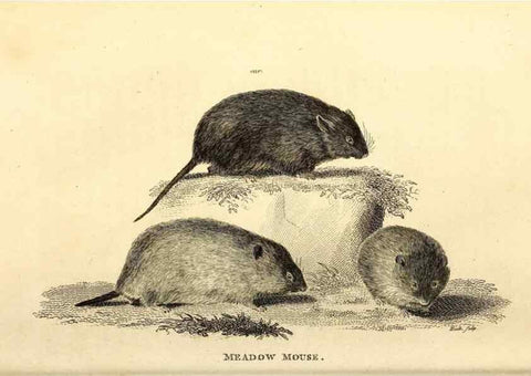 Reproducción/Reproduction 49825985203: General zoology, or Systematic natural history. London,Printed for G. Kearsley,1800-1826.. 