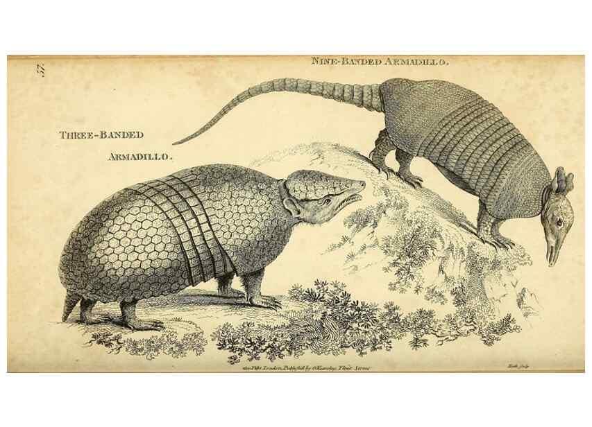 Reproducción/Reproduction 49826740197: General zoology, or Systematic natural history. London,Printed for G. Kearsley,1800-1826.. 