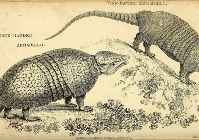 Reproducción/Reproduction 49826740197: General zoology, or Systematic natural history. London,Printed for G. Kearsley,1800-1826.. 