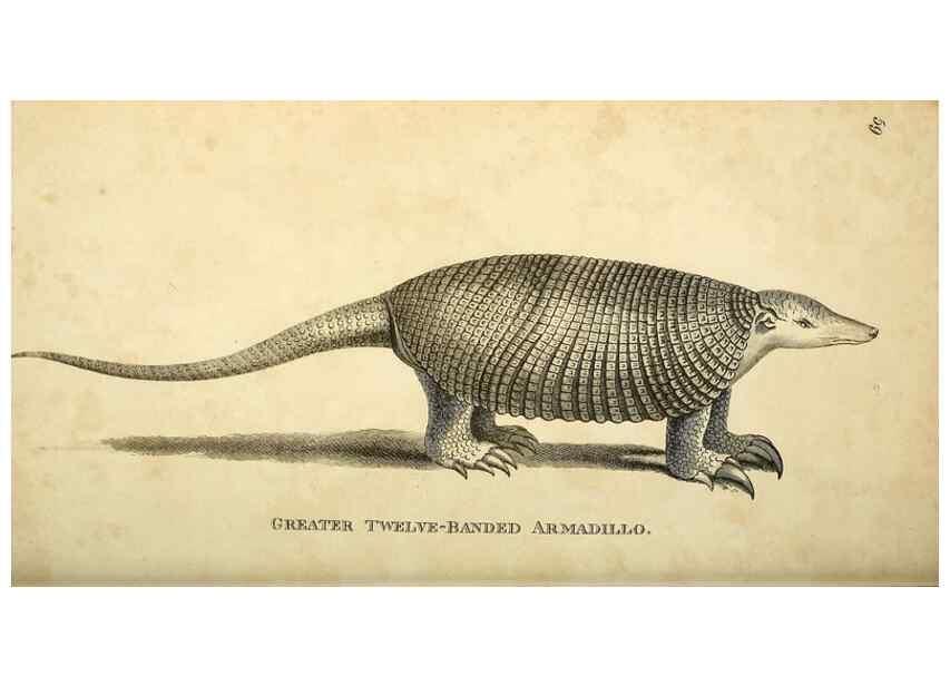 Reproducción/Reproduction 49826741532: General zoology, or Systematic natural history. London,Printed for G. Kearsley,1800-1826.. 