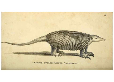 Reproducción/Reproduction 49826741532: General zoology, or Systematic natural history. London,Printed for G. Kearsley,1800-1826.. 