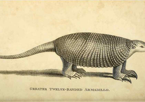 Reproducción/Reproduction 49826741532: General zoology, or Systematic natural history. London,Printed for G. Kearsley,1800-1826.. 