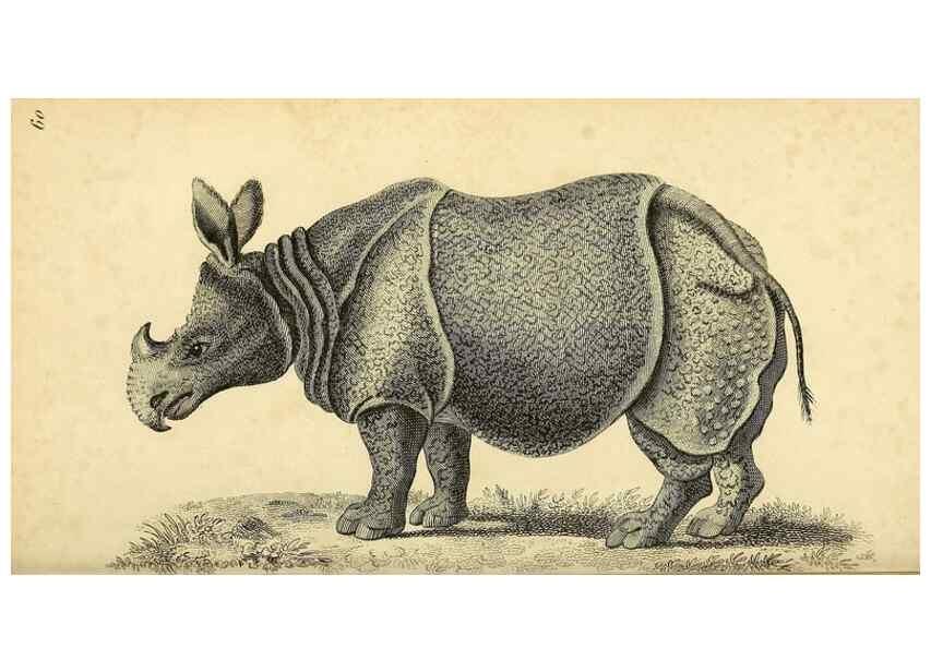 Reproducción/Reproduction 49826742362: General zoology, or Systematic natural history. London,Printed for G. Kearsley,1800-1826.. 