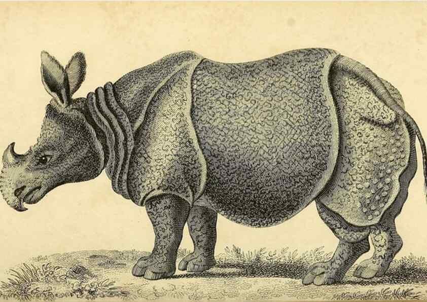 Reproducción/Reproduction 49826742362: General zoology, or Systematic natural history. London,Printed for G. Kearsley,1800-1826.. 