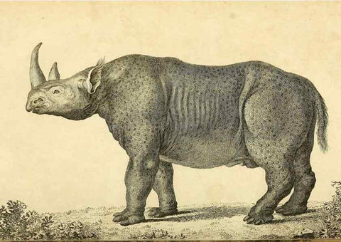 Reproducción/Reproduction 49826426551: General zoology, or Systematic natural history. London,Printed for G. Kearsley,1800-1826.. 