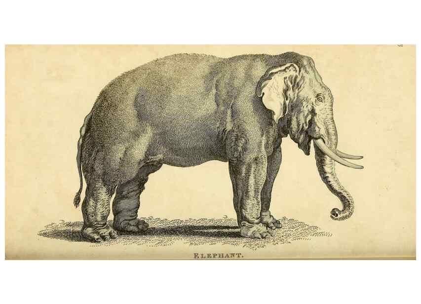 Reproducción/Reproduction 49825894373: General zoology, or Systematic natural history. London,Printed for G. Kearsley,1800-1826.. 