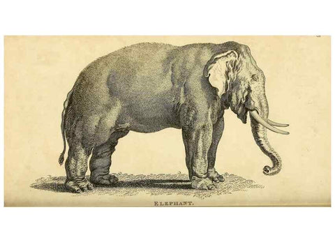 Reproducción/Reproduction 49825894373: General zoology, or Systematic natural history. London,Printed for G. Kearsley,1800-1826.. 
