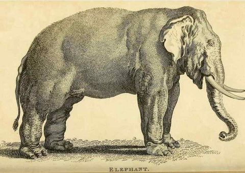 Reproducción/Reproduction 49825894373: General zoology, or Systematic natural history. London,Printed for G. Kearsley,1800-1826.. 