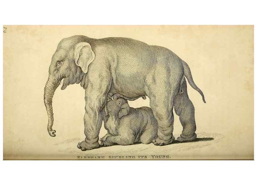 Reproducción/Reproduction 49825895023: General zoology, or Systematic natural history. London,Printed for G. Kearsley,1800-1826.. 