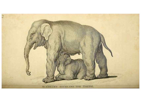 Reproducción/Reproduction 49825895023: General zoology, or Systematic natural history. London,Printed for G. Kearsley,1800-1826.. 