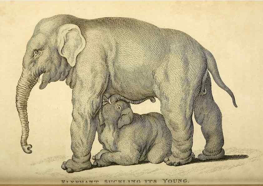 Reproducción/Reproduction 49825895023: General zoology, or Systematic natural history. London,Printed for G. Kearsley,1800-1826.. 