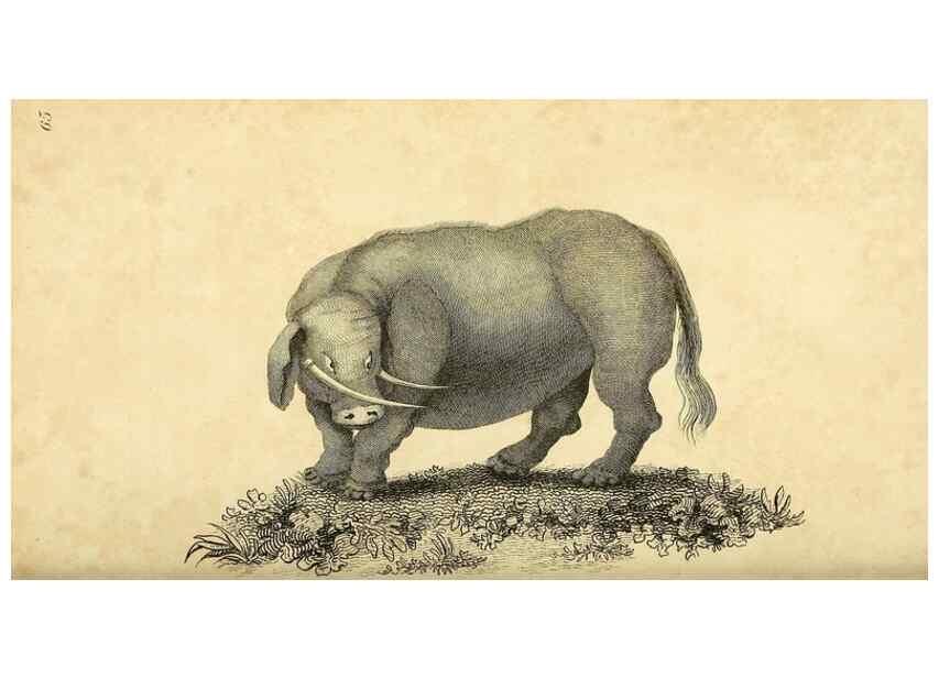 Reproducción/Reproduction 49825895428: General zoology, or Systematic natural history. London,Printed for G. Kearsley,1800-1826.. 