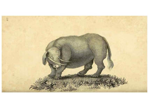 Reproducción/Reproduction 49825895428: General zoology, or Systematic natural history. London,Printed for G. Kearsley,1800-1826.. 
