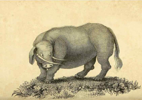 Reproducción/Reproduction 49825895428: General zoology, or Systematic natural history. London,Printed for G. Kearsley,1800-1826.. 