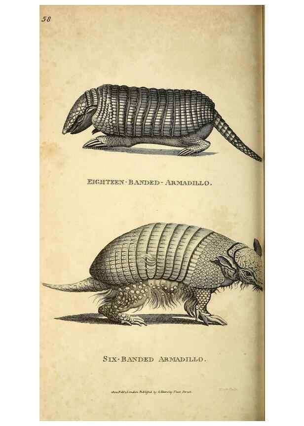Reproducción/Reproduction 49825891398: General zoology, or Systematic natural history. London,Printed for G. Kearsley,1800-1826.. 