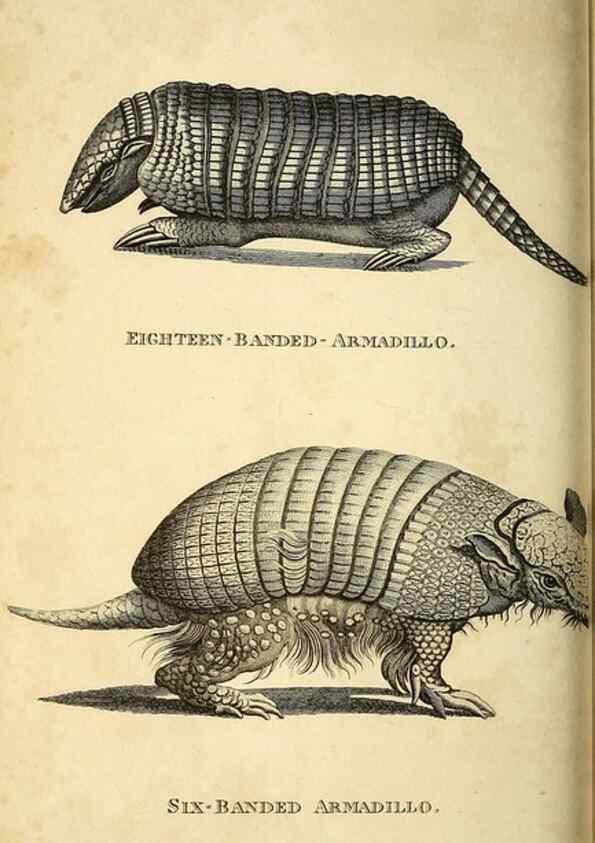 Reproducción/Reproduction 49825891398: General zoology, or Systematic natural history. London,Printed for G. Kearsley,1800-1826.. 