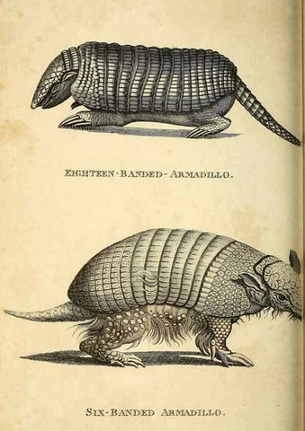 Reproducción/Reproduction 49825891398: General zoology, or Systematic natural history. London,Printed for G. Kearsley,1800-1826.. 