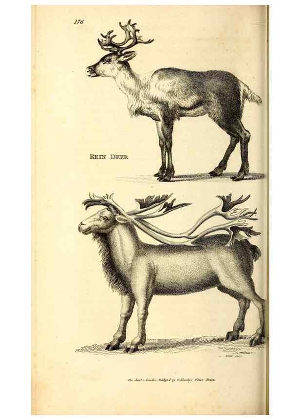 Reproducción/Reproduction 49826847747: General zoology, or Systematic natural history. London,Printed for G. Kearsley,1800-1826.. 