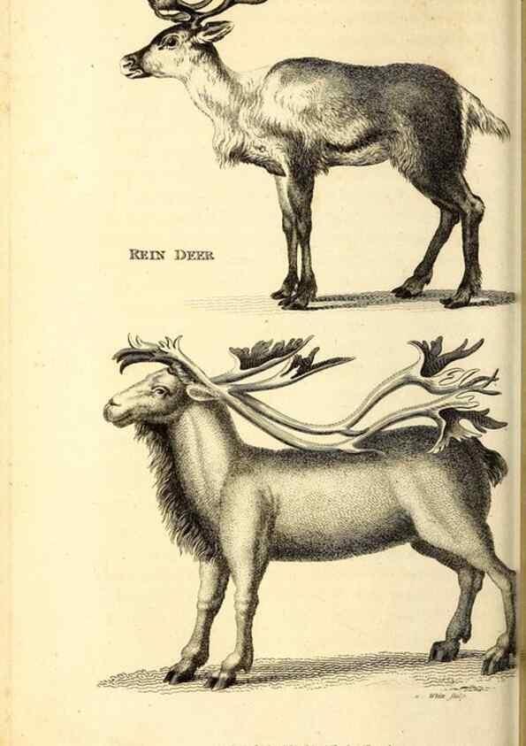 Reproducción/Reproduction 49826847747: General zoology, or Systematic natural history. London,Printed for G. Kearsley,1800-1826.. 