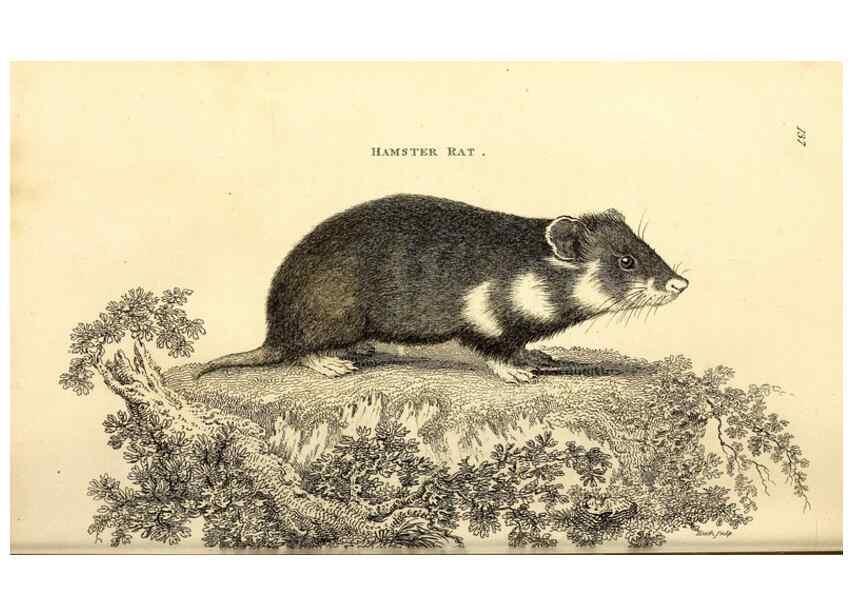 Reproducción/Reproduction 49826834737: General zoology, or Systematic natural history. London,Printed for G. Kearsley,1800-1826.. 