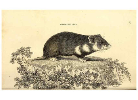 Reproducción/Reproduction 49826834737: General zoology, or Systematic natural history. London,Printed for G. Kearsley,1800-1826.. 