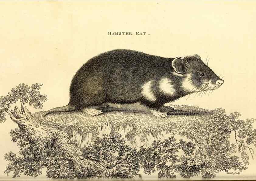 Reproducción/Reproduction 49826834737: General zoology, or Systematic natural history. London,Printed for G. Kearsley,1800-1826.. 