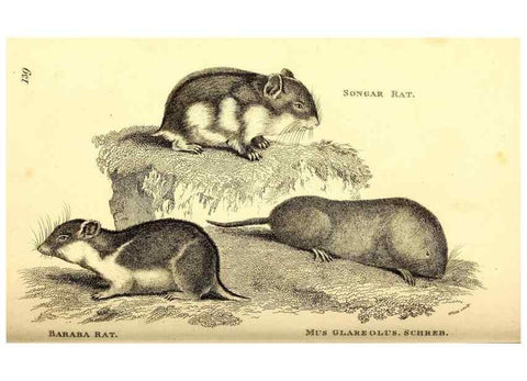 Reproducción/Reproduction 49826835442: General zoology, or Systematic natural history. London,Printed for G. Kearsley,1800-1826.. 