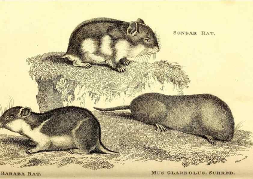 Reproducción/Reproduction 49826835442: General zoology, or Systematic natural history. London,Printed for G. Kearsley,1800-1826.. 